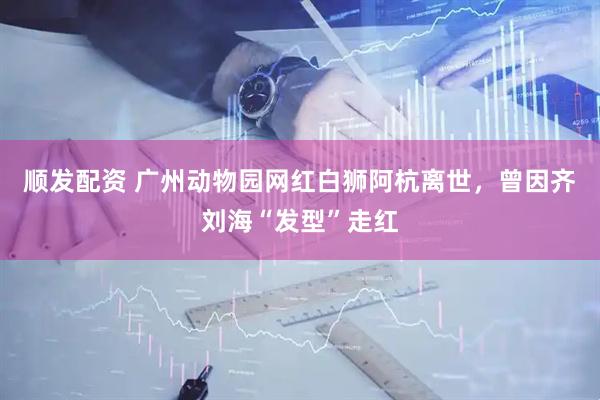 顺发配资 广州动物园网红白狮阿杭离世，曾因齐刘海“发型”走红